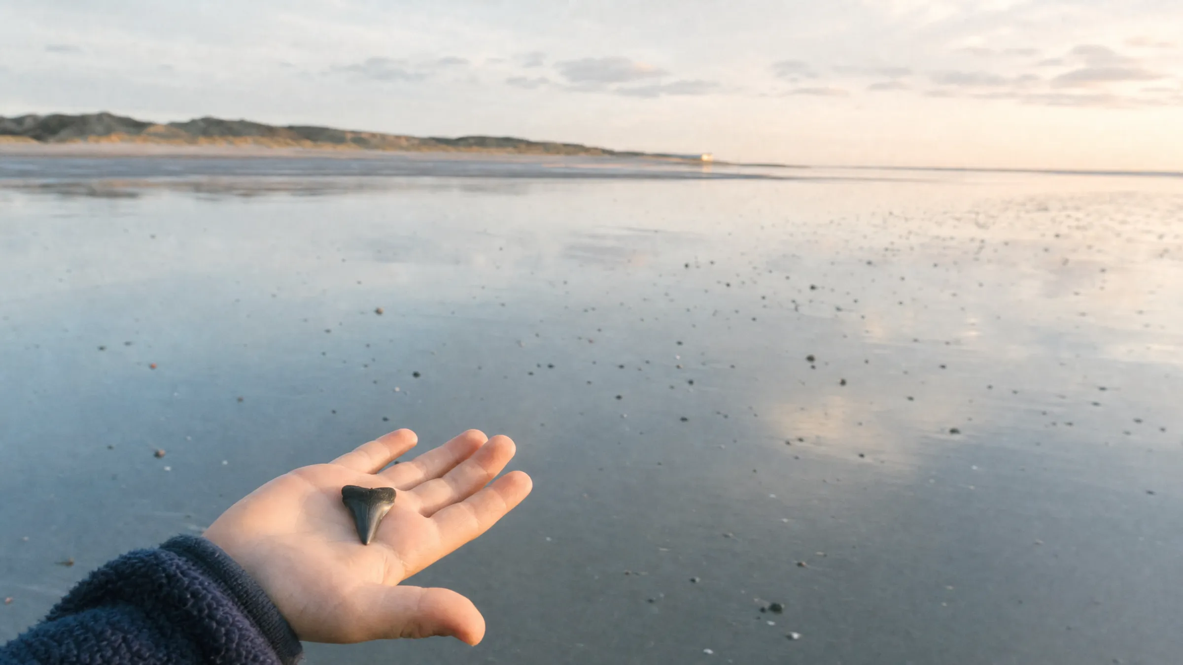 A child's open hand holding a fossil shark tooth on a wide beach at low tide